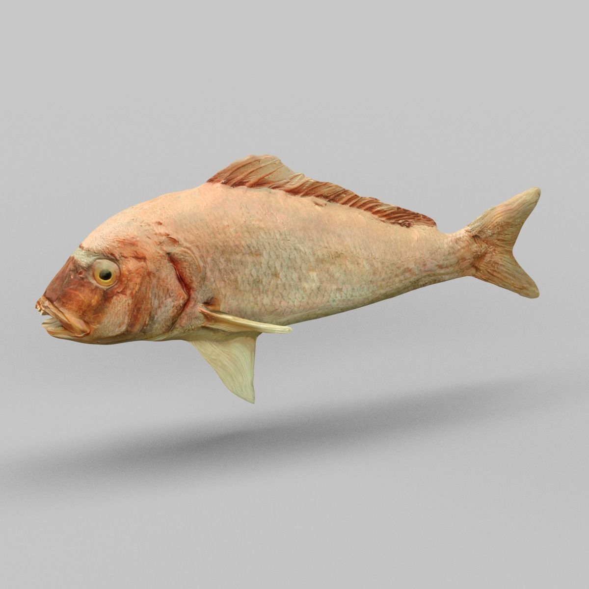 Prehistoric Fish Low-poly 3D model_2