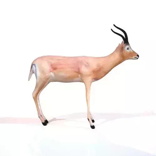 Impala antelope