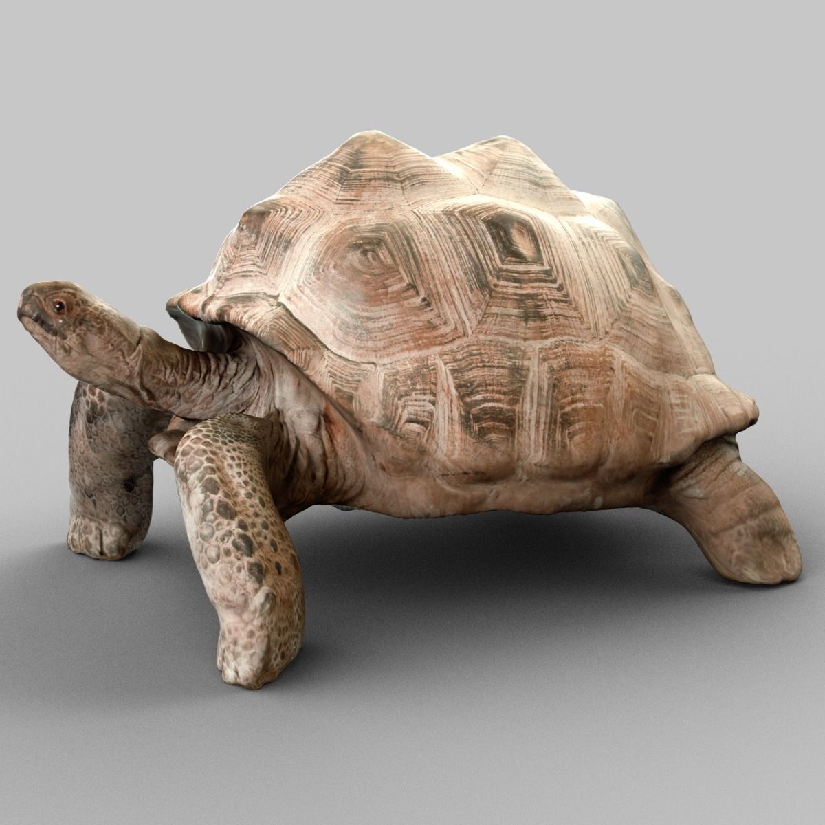 Turtle tortoise Low-poly 3D model_4