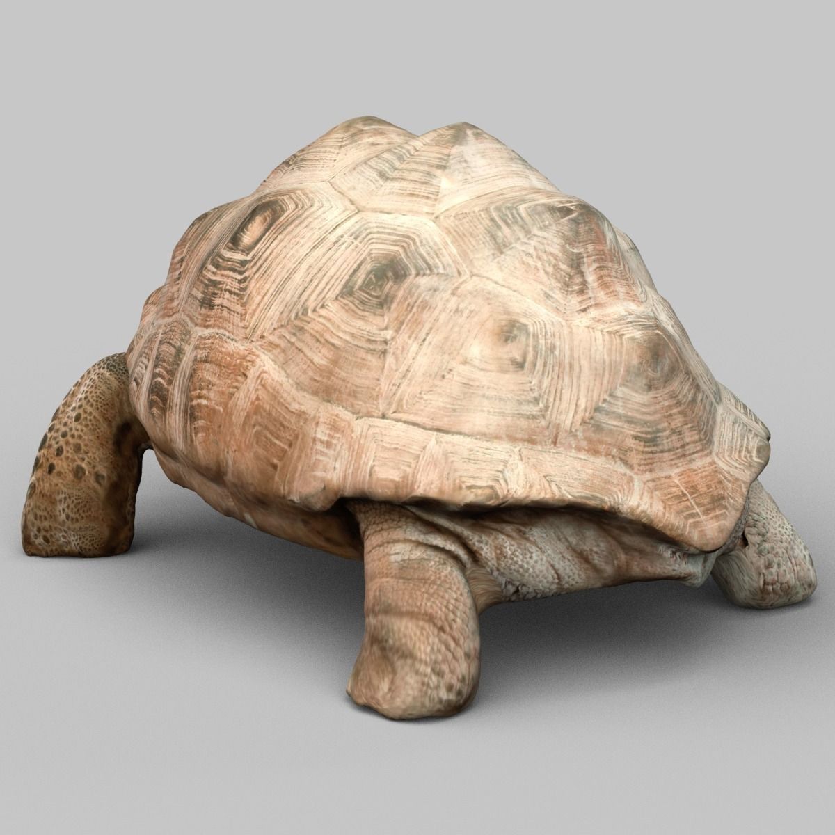 Turtle tortoise Low-poly 3D model_1