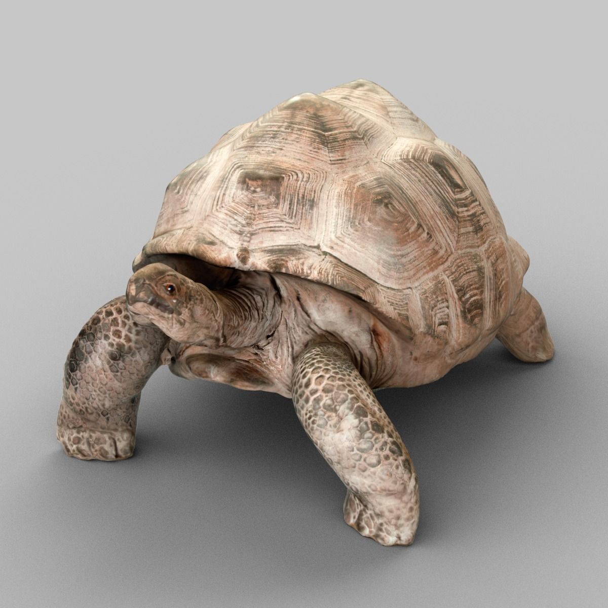 Turtle tortoise Low-poly 3D model_3