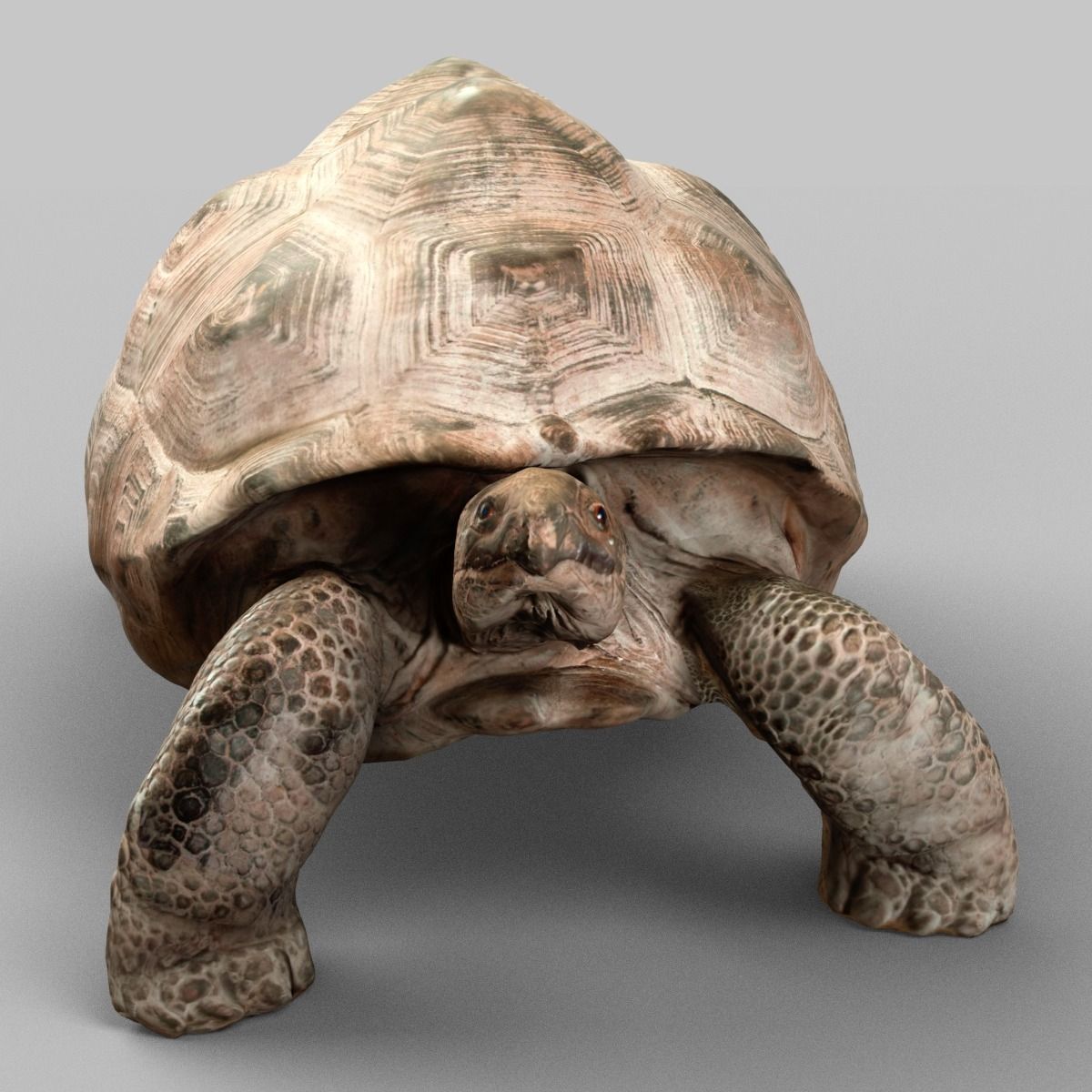 Turtle tortoise Low-poly 3D model_2