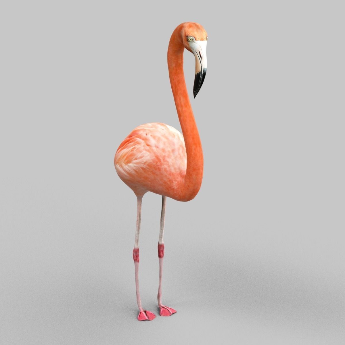 Flamingo Low-poly 3D model_1