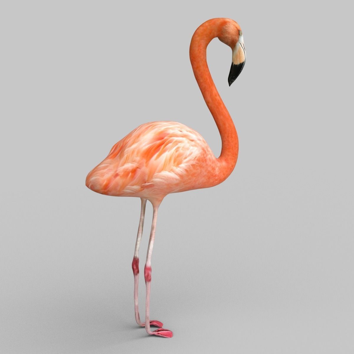 Flamingo Low-poly 3D model_3
