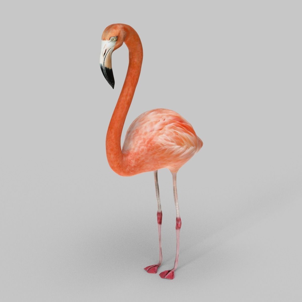 Flamingo Low-poly 3D model_2