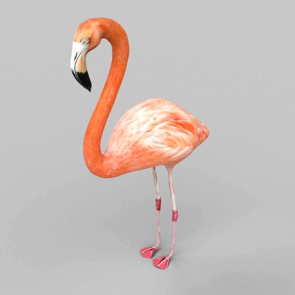 Flamingo Low-poly 3D model_4