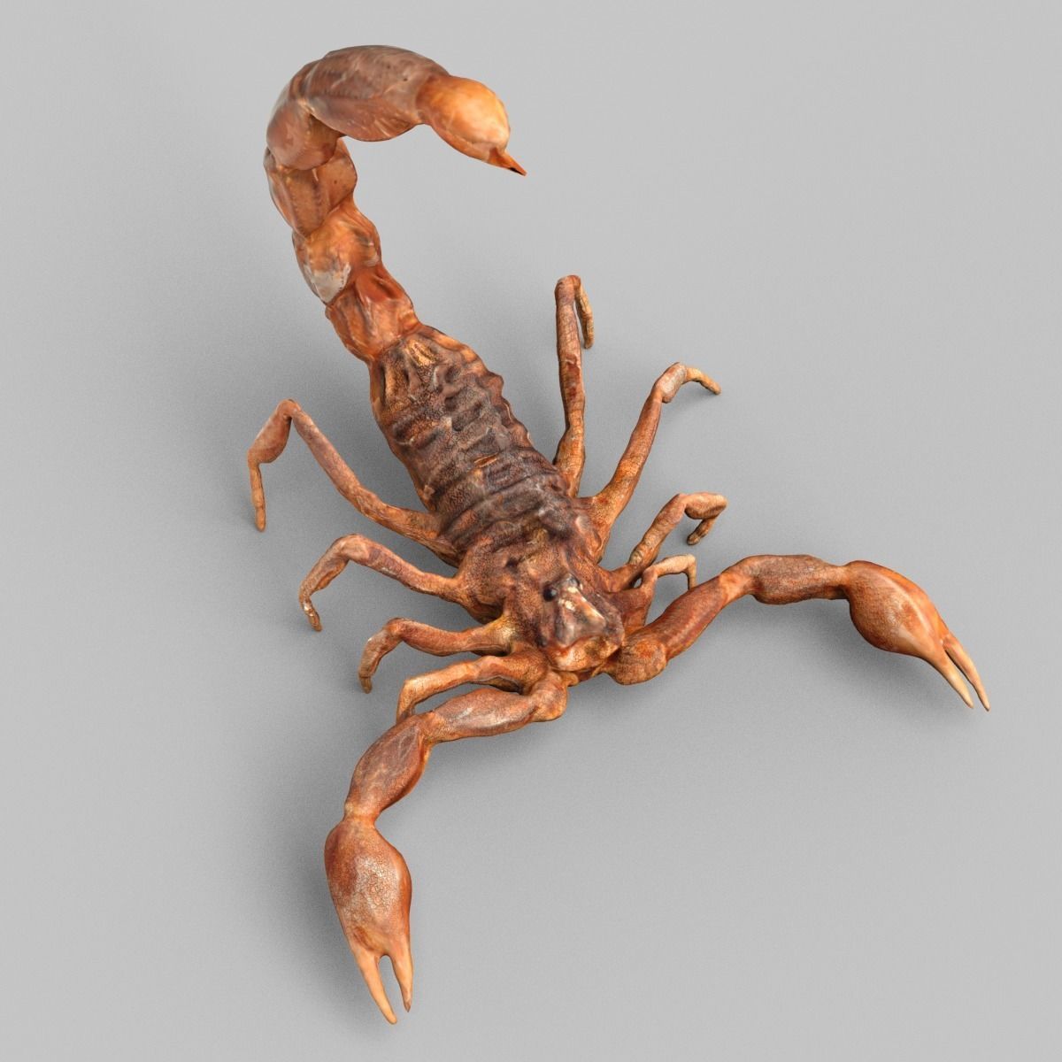 25 Animals - Original Low-poly 3D model_11