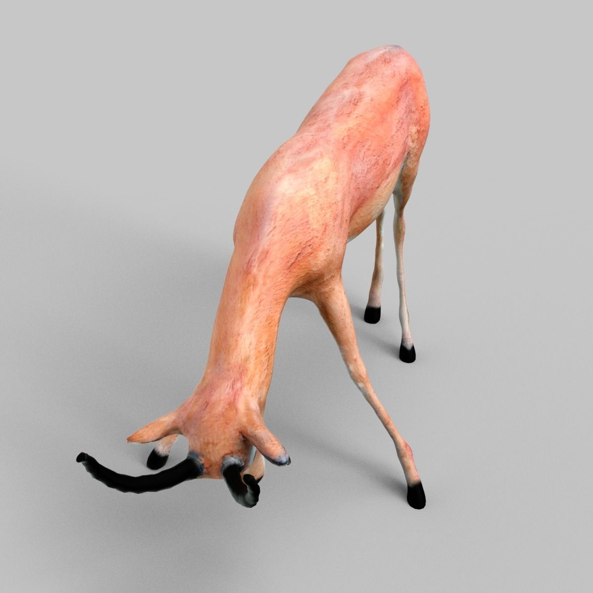 25 Animals - Original Low-poly 3D model_10