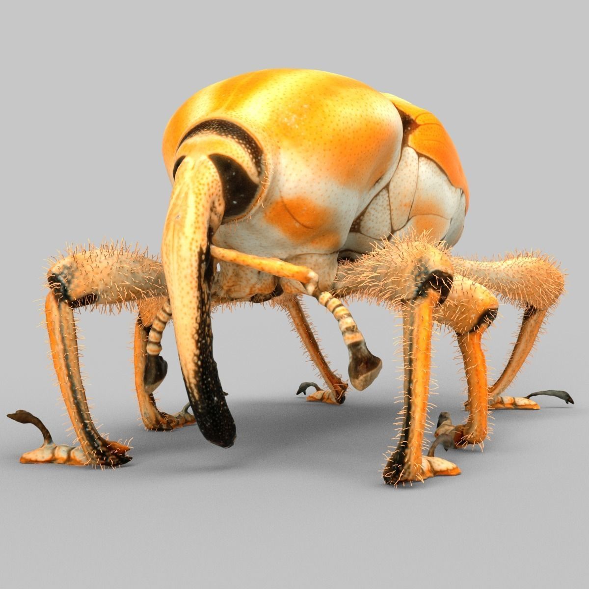 25 Animals - Original Low-poly 3D model_2
