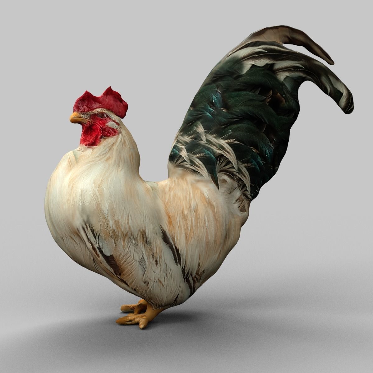 25 Animals - Original Low-poly 3D model_7