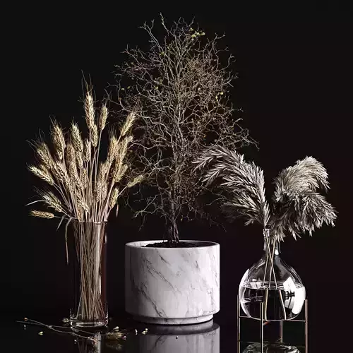 Dry plants collection