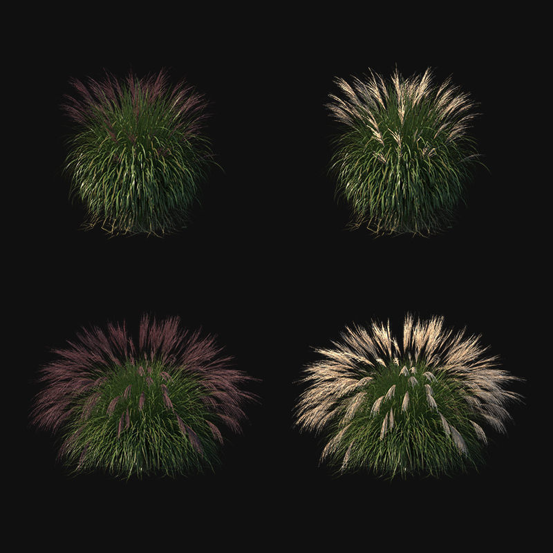 Miscanthus sinensis large pack 3D model_3