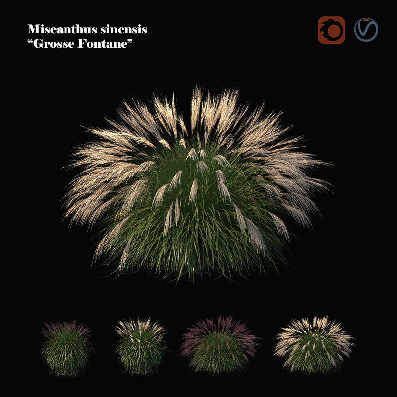 Miscanthus sinensis large pack 3D model_1