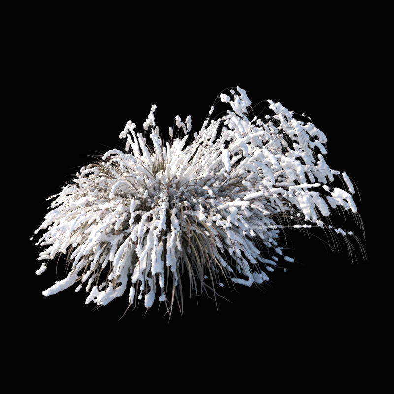 Miscanthus sinensis large pack 3D model_4
