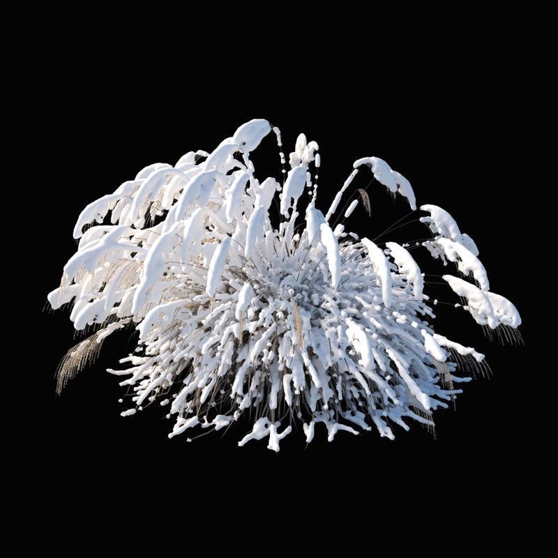 Miscanthus sinensis large pack 3D model_5