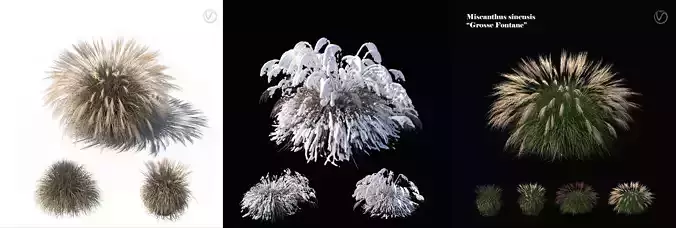 Miscanthus sinensis large pack