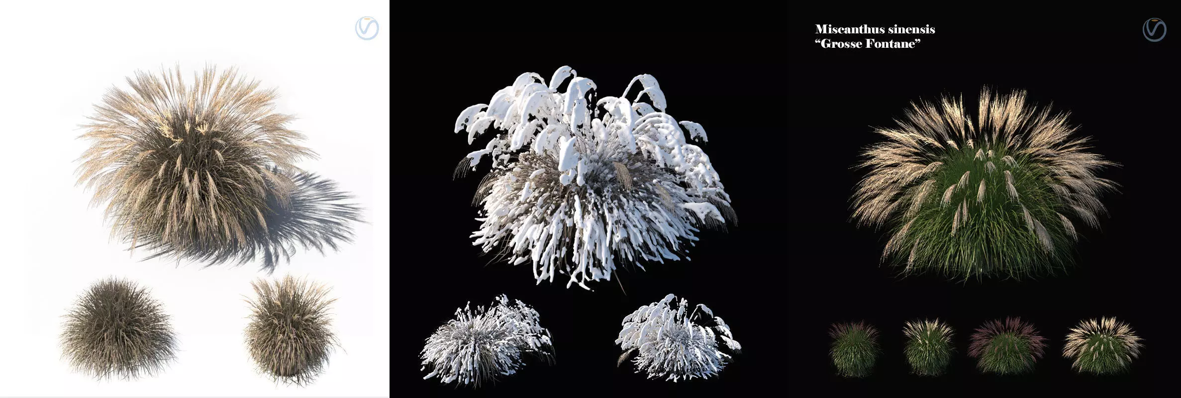 Miscanthus sinensis large pack 3D model_0