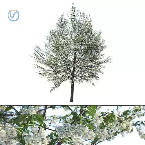 Pyrus communis in spring tree 3D model
