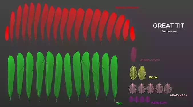 Feathers Set of Great Tit
