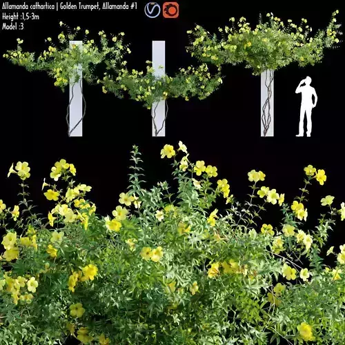 Allamanda cathartica