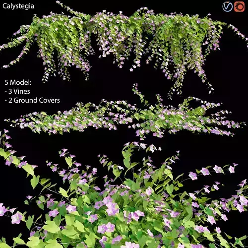 Calystegia macrostegia