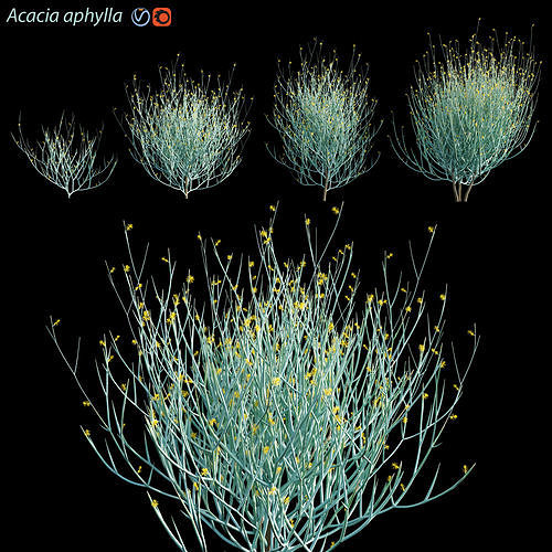 Acacia aphylla 3D model