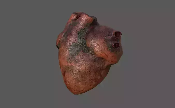 Human Heart