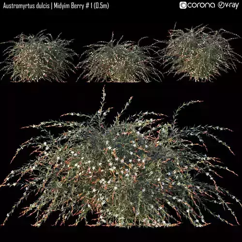 Austromyrtus dulcis - Midyim Berry  1