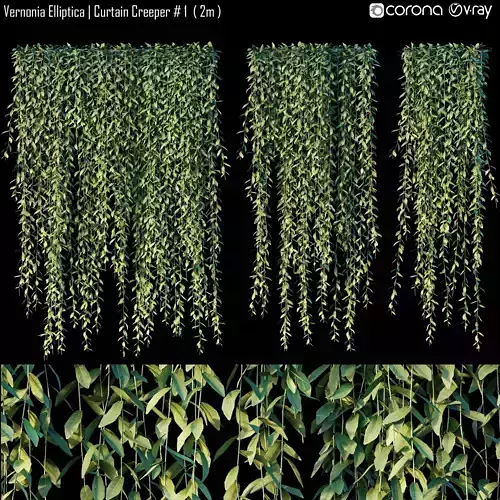 Vernonia Elliptica - Curtain Creeper 1 3D model
