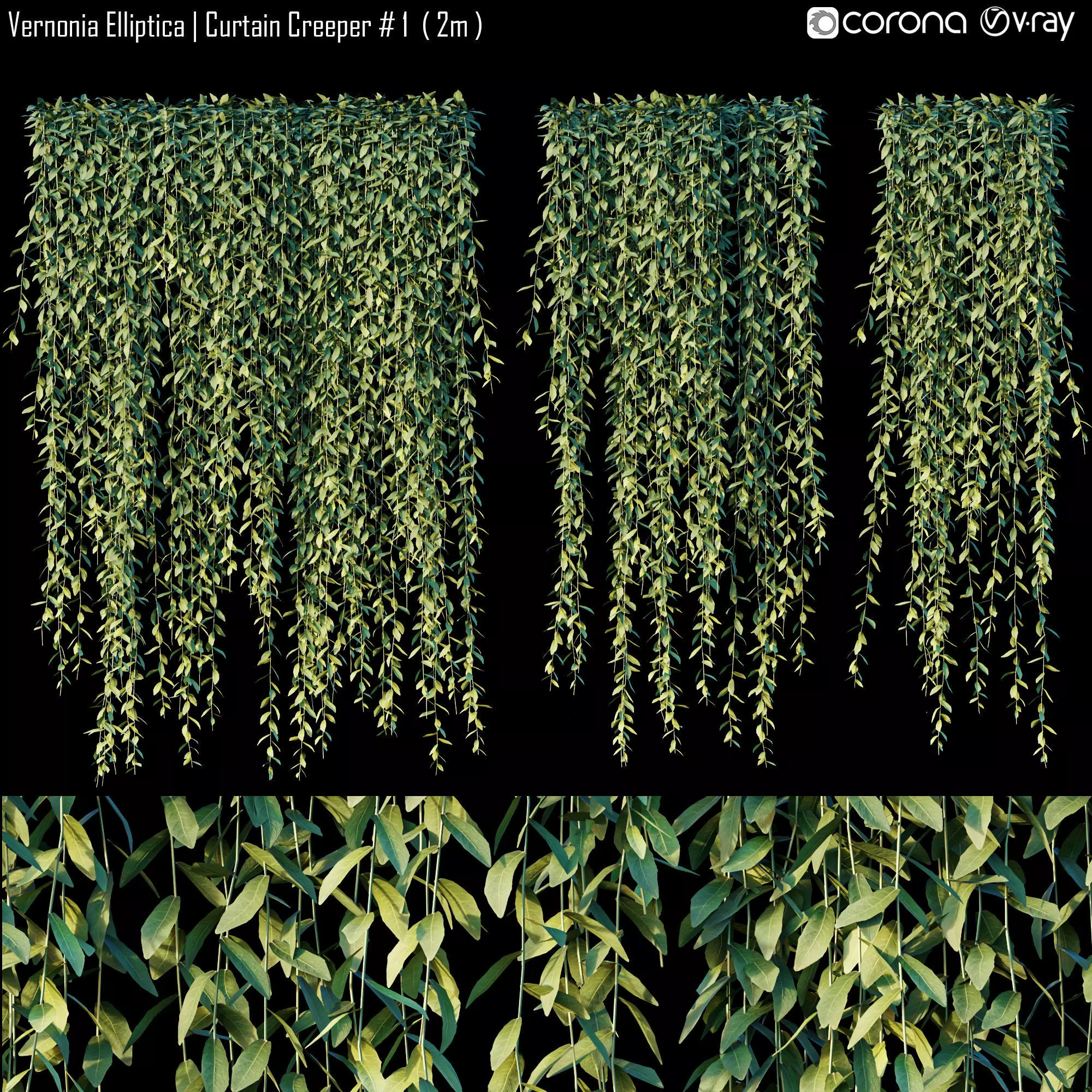 Vernonia Elliptica - Curtain Creeper 1 3D model_0