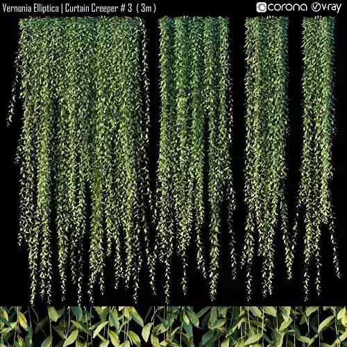 Vernonia Elliptica - Curtain Creeper  3