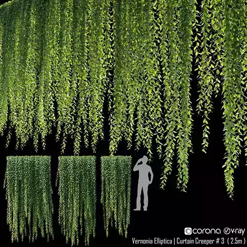 Vernonia Elliptica - Curtain Creeper  4