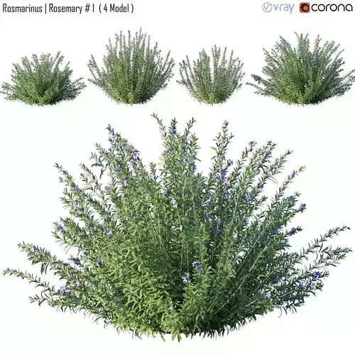 Rosmarinus - Rosemary  1 3D model
