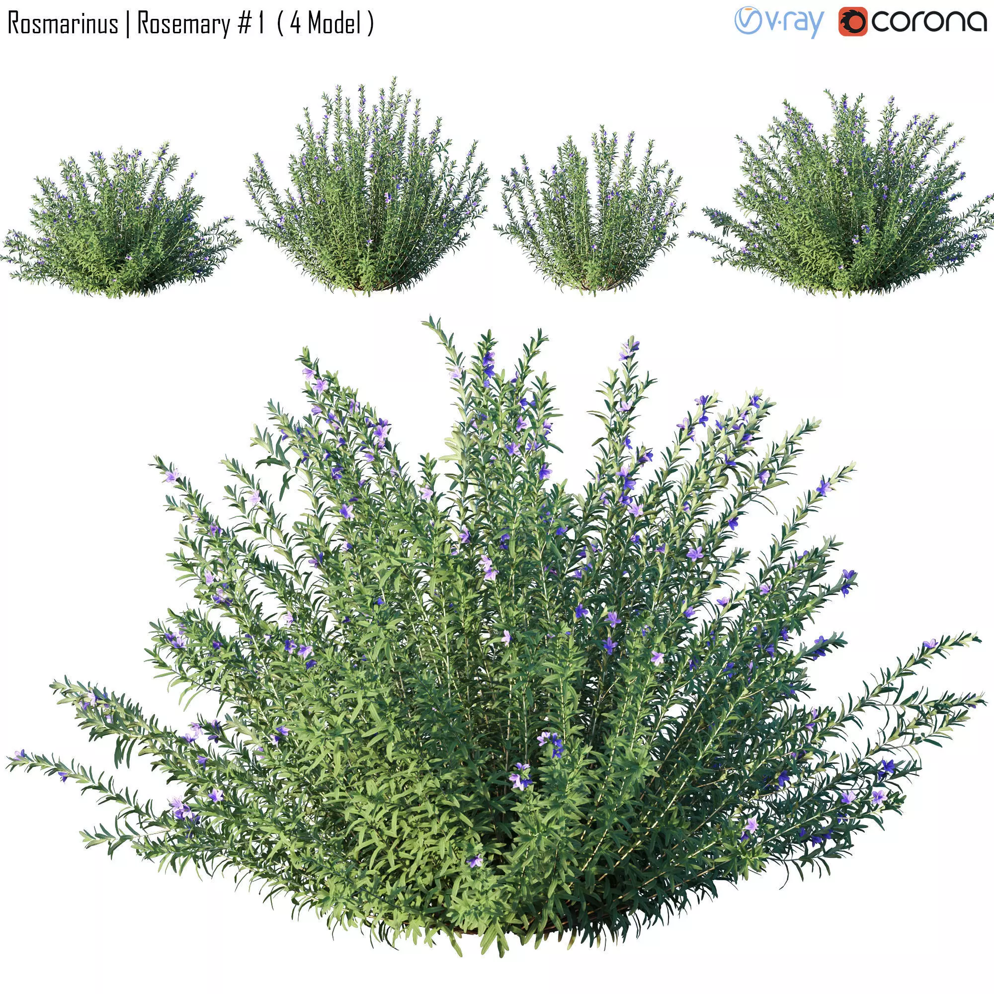 Rosmarinus - Rosemary  1 3D model_0