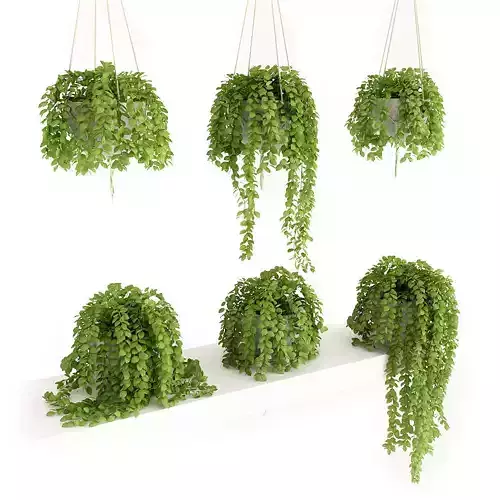 Plants Set hanging on shelf