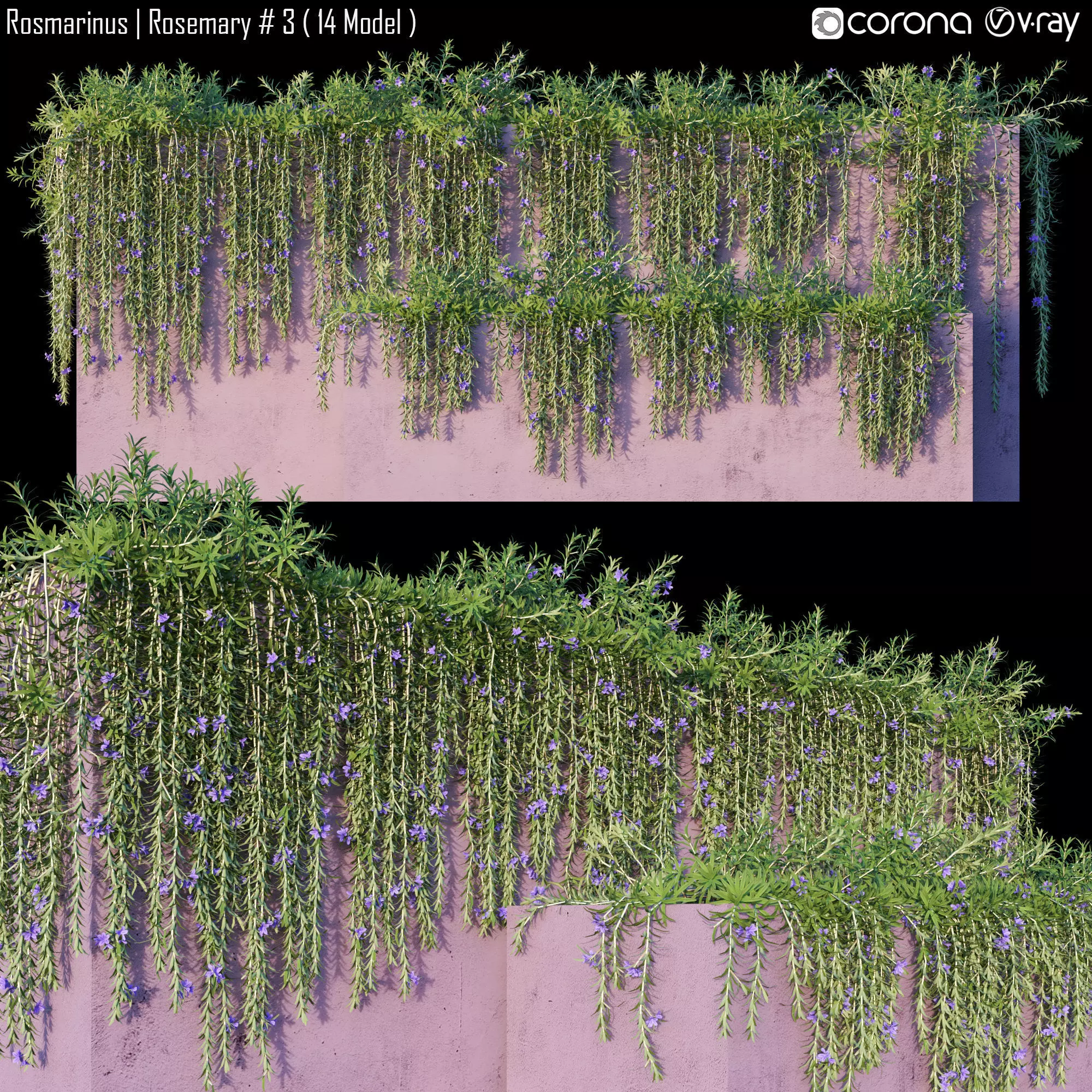 Rosmarinus - Rosemary 3 3D model