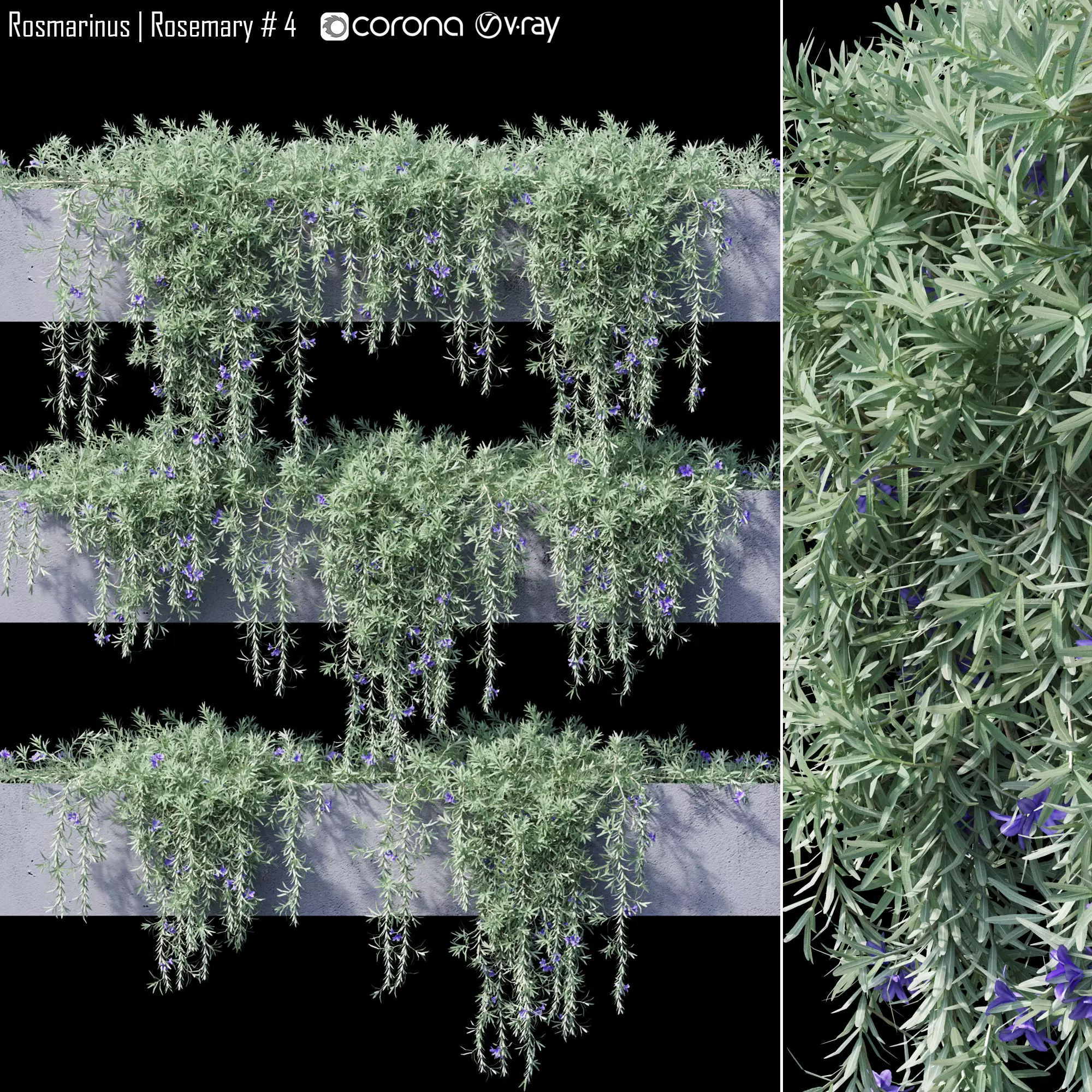 Rosmarinus - Rosemary 4 3D model