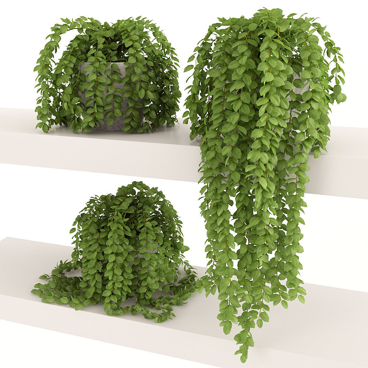 Plants 3 three potted on shelf 3D model_5