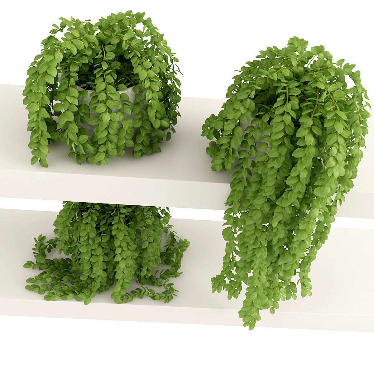 Plants 3 three potted on shelf 3D model_4