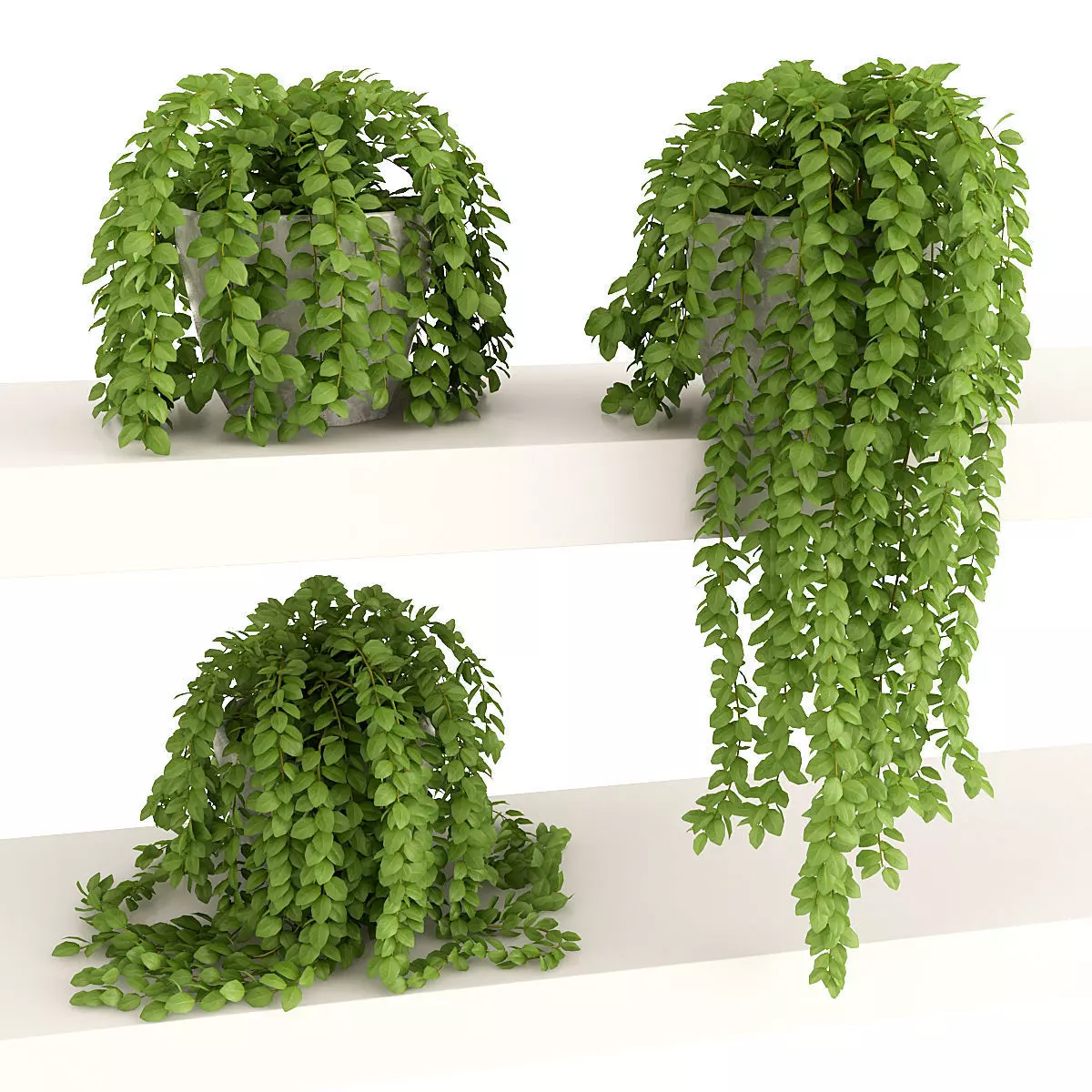 Plants 3 three potted on shelf 3D model_0