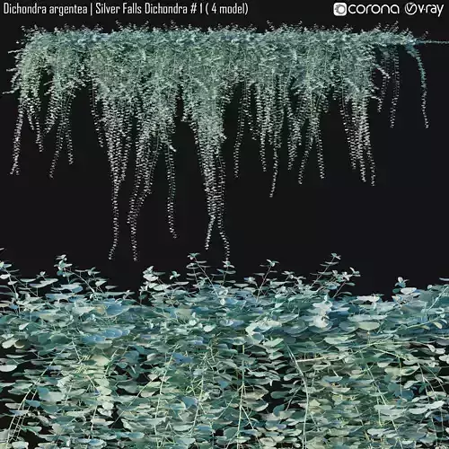 Dichondra argentea - Silver Falls Dichondra  1