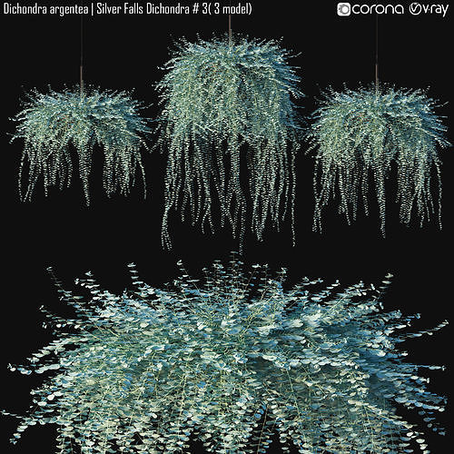 Dichondra argentea - Silver Falls Dichondra  3 - 3 model 3D model