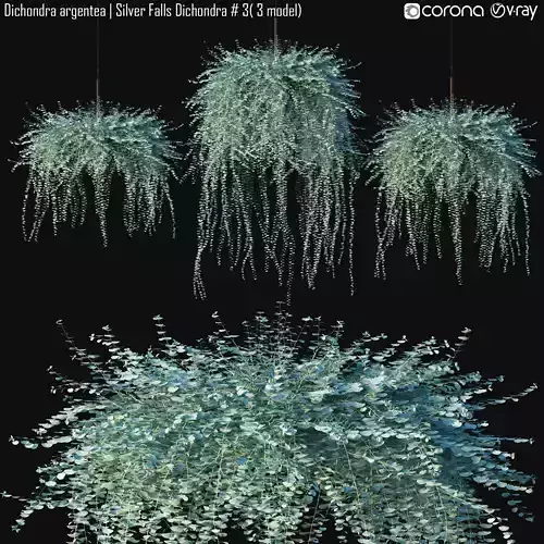 Dichondra argentea - Silver Falls Dichondra  3 - 3 model