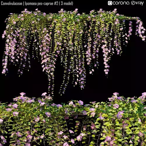 Convolvulaceae - Ipomoea pes-caprae 2