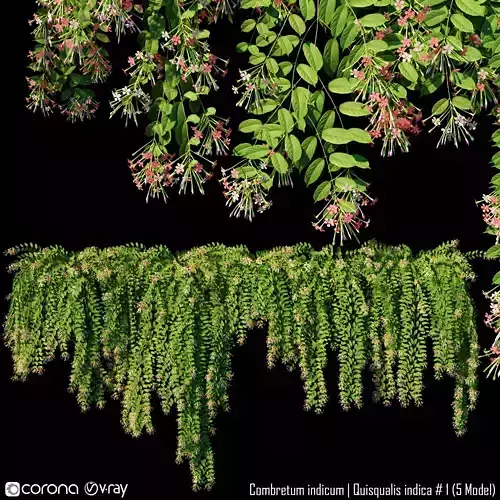 Combretum indicum - Quisqualis indica 3D model