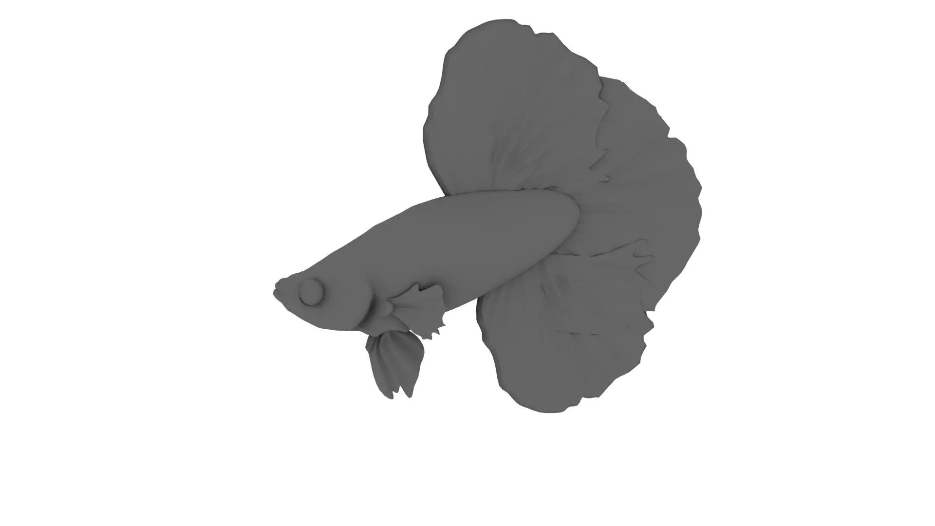 Japanese Fighting Fish 3D model_0