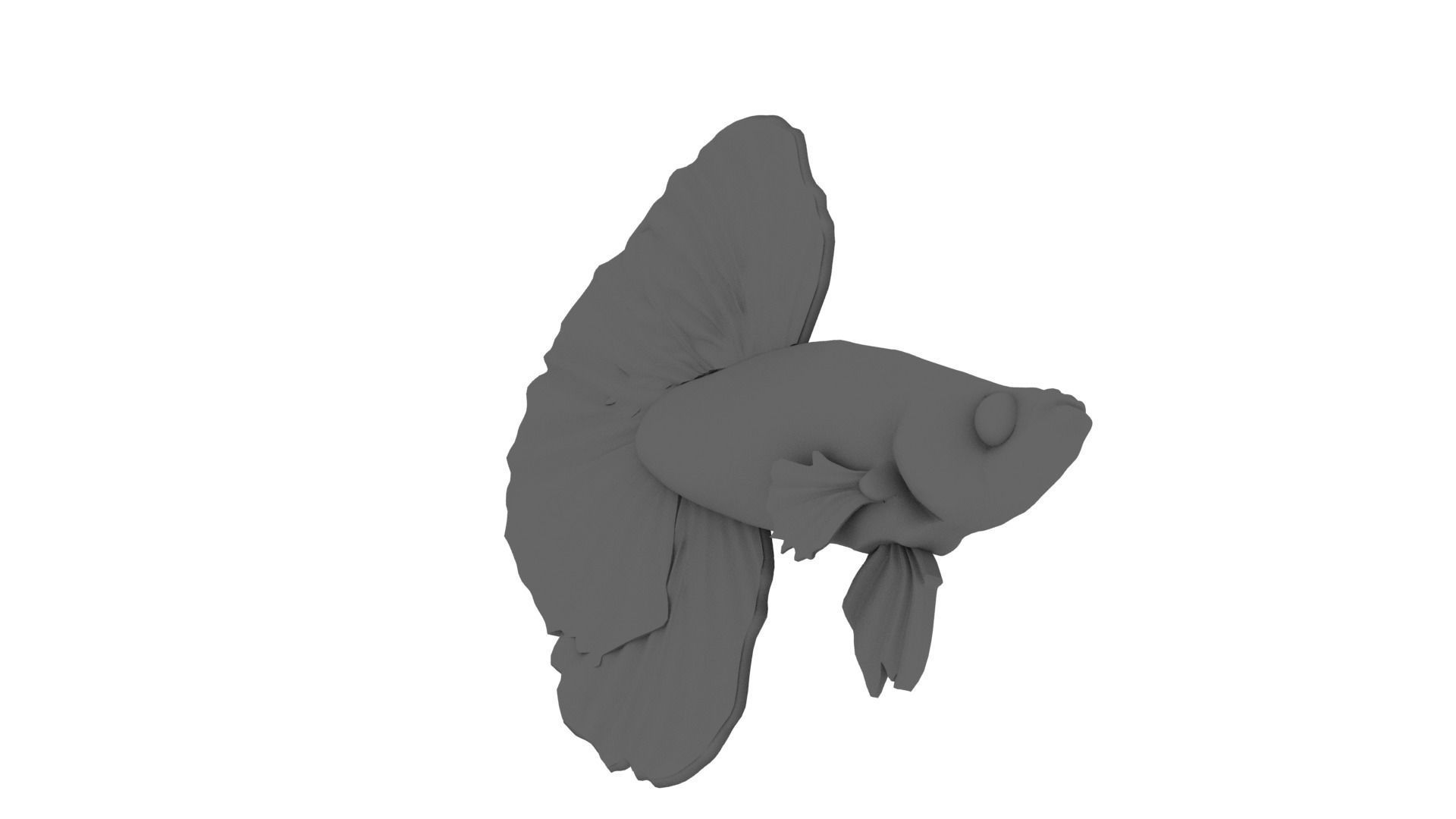 Japanese Fighting Fish 3D model_2