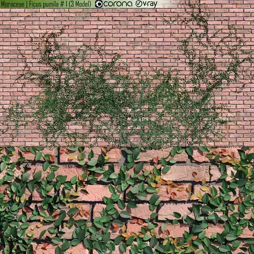 Moraceae - Ficus pumila 1 - 3 Model