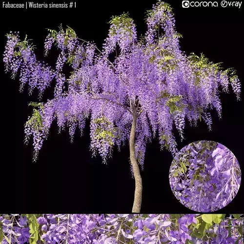 Fabaceae - Wisteria sinensis  1 3D model