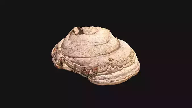 Mushroom photoscan - FomesFomentarius